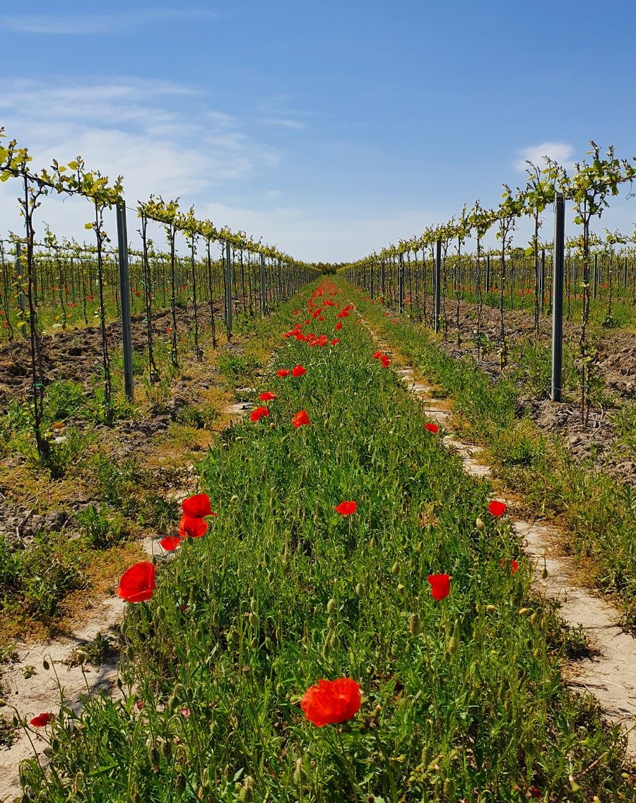 campo barbatelle piwi