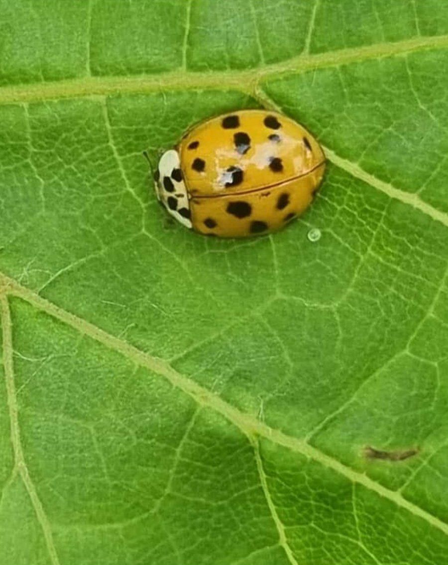 foglia vite coccinella