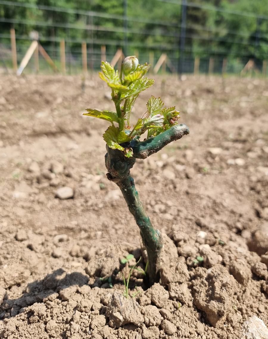 preparazione terreno trattore