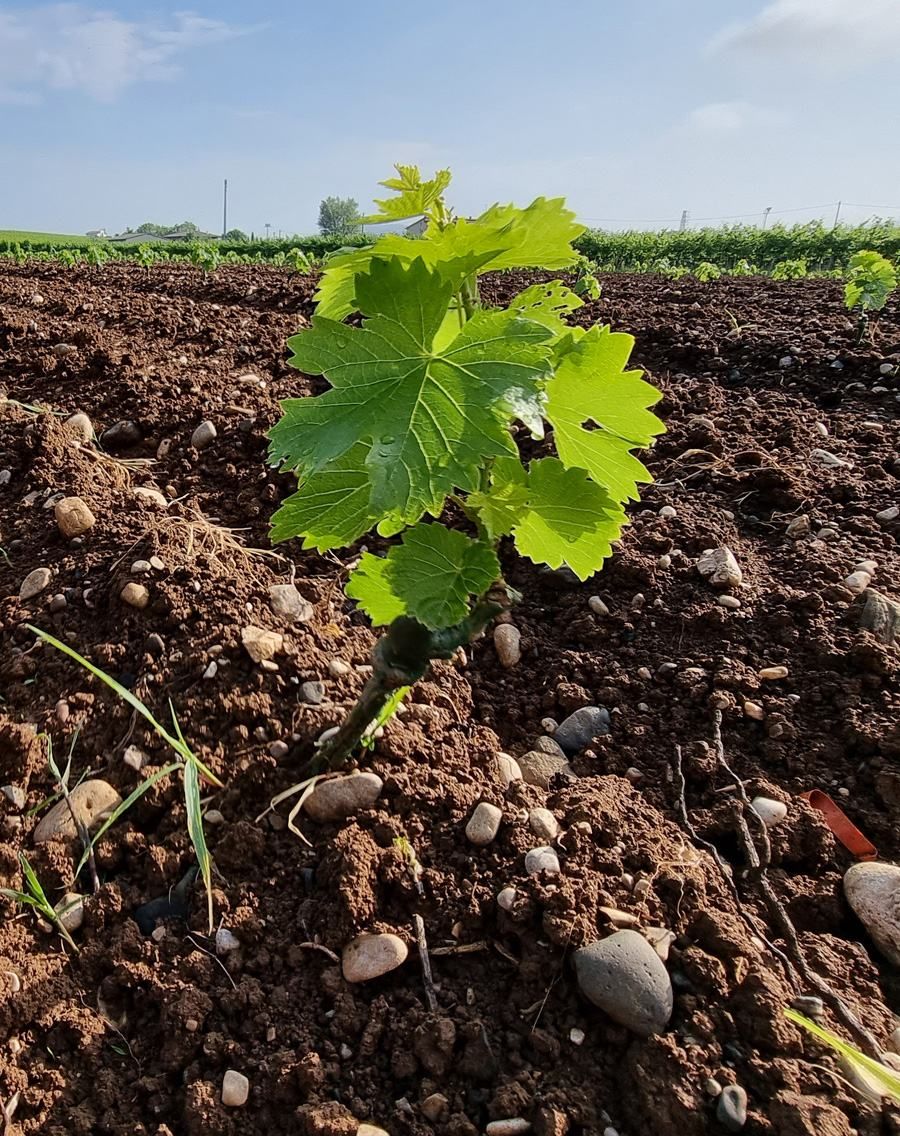 terreno mano concime