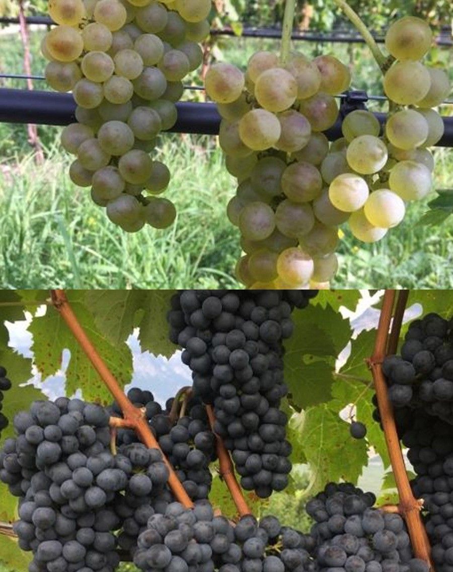 grappoli uva varieta
